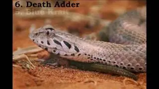 Top 10 Most Dangerous Snake Species in the World