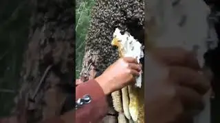 Tim pemburu madu, bikin ngiler aja