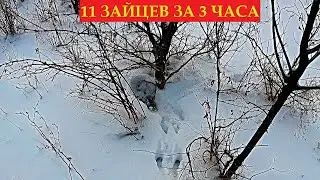 ТАКОГО НИКТО НЕ ПОКАЖЕТ!!! ЗАЙЦЫ ВЫБЕГАЮТ ПАРАМИ. ОХОТА НА ЗАЙЦА 2024-2025