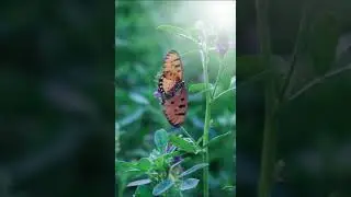 Indian Aeraca Terpsicore Butterfly in morning haze , Calm and soothing