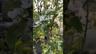 Как красиво цветёт груша. 