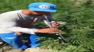 Kenga e hashashit