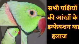 Treatment eye infections of all birds and Parrots