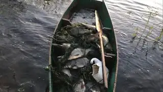 A CENTLE OF BREAM! A STROLLER FULL OF BREAM!