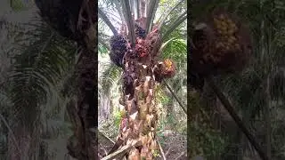 Sawitnya bertahun-tahun tak terjamah 