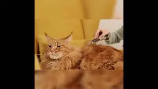 cute cat videos/funny videos/animation videos/kids raimps/bacho ki videos/ ncs background music