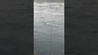 Кижуч -Настоящий боец