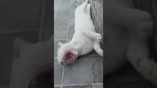 Halkaa cat saga ramailo🙏💕💗💗💖💖