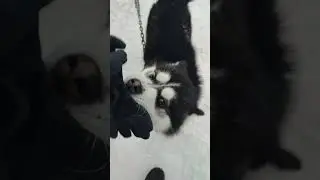 Саамская деревня «Самь-сыйт»
