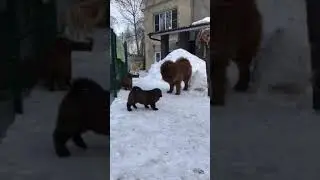 Тибетский мастиф папочка Леший играет с детками!