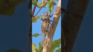 Цикады #цикады #cicadas #asmr