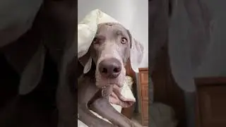 ДОМА У ОСКАРА И ДЖОНИ ПОЯВИЛСЯ МОНСТР 😳