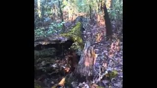 Pretty Fallen Tree