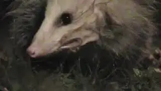 Yousef Winter 1986 - Playing Opossum