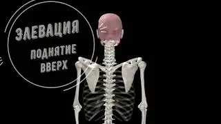 Движение лопатки. Биомеханика.