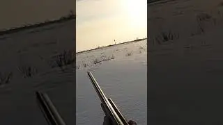 Охота на зайца в феврале. Полное видео на канале.