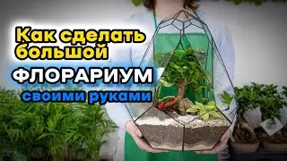 Как сделать БОЛЬШОЙ флорариум своими руками | Фикус микрокарпа