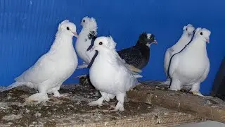 Leninakan pigeons visiting Armen