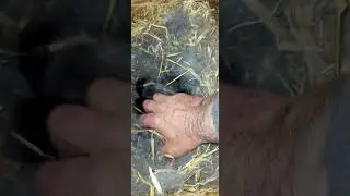 Серебро первый окрол.