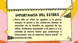¿Alguna vez te has preguntado qué hacer si tu perrita está en gestación? Esto lo necesitas saber👍