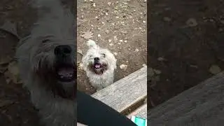 🐩целоваться не будем 😀