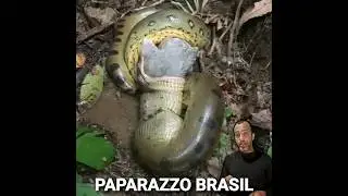 SUCURI engolindo um bezerro no Rio purus em Sena Madureira Acre