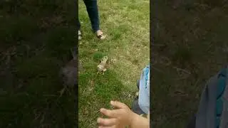 bird of prey