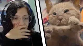 Ela empalhou o próprio gato............... - muquiranas #Final