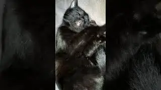 Существо, которое жрет, спит и срет, кто он?