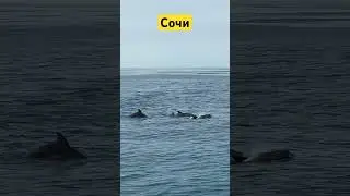 Большая стая дельфинов в Сочи