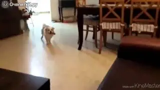 Собака шла к успеху