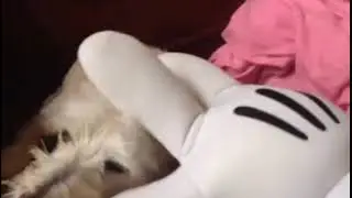 perro le muerde a mickey mouse
