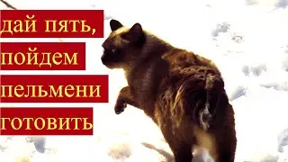 Дай пять и пойдем пельмени готовить.