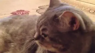 Важный кот.