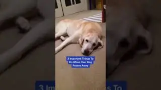 3 Ways To Heal After Losing A Pet 😢 