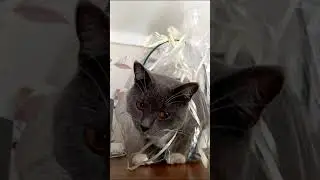 Красавец!