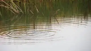 Огромные карпы роются как хрюши в иле...