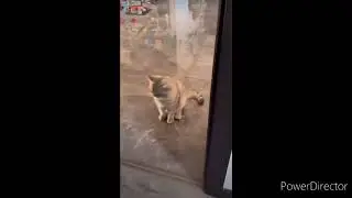 cat thinks it's a helicopter