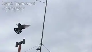 Голуби