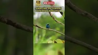 beautiful birds in tha world #shorts