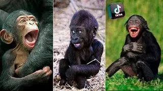 Funny Monkey Ever 😍 Cute Baby Monkey