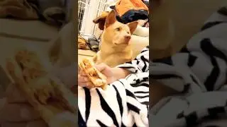 Собачка хочет кушать)😢 #собака #смех #юмор #shortvideo