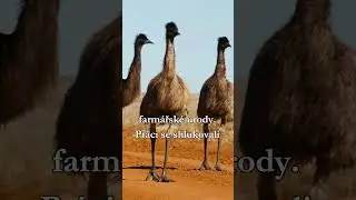 Jak začala válka s emuy #war #battle #emu #valka #australia #bitva