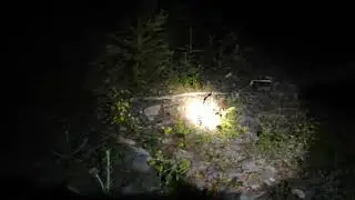 Зайчонок
