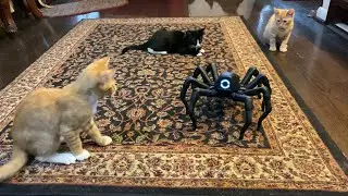 Robugtix T8X Lua Programmable Spider Robot 🕸️ Gadgetify