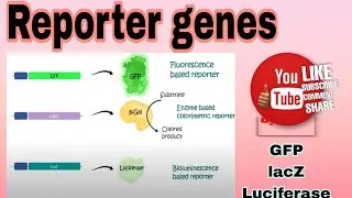 Reporter gene || B-gal || Luciferase || GFP #reporter gene