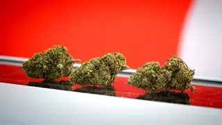 MT Dry 200 cannabis trimmer | Dry trimming. Discover how it works - Pelado en seco. Descúbrela.