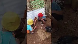 ngasih makan ayam 