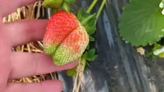 клубника на новогодний стол