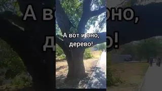 Дерево - гигант. Тенистый островок в летний зной